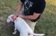 Pitbull atakuje mniejszego psa