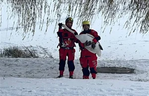 Wolno puszczone psy zaatakowały łabędzicę i jej młode