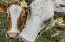 Japonia: Firma chemiczna chce przerabiać odchody krów na paliwo do rakiet kosmic