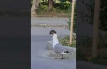 Wiewiórka miała pecha