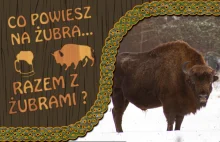 Puszcza: Augustowska, Knyszyńska, Białowieska i żubry