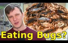 Dlaczego nie będziesz jadł robaków? Wyliczenia