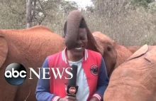 Słoń przeszkadza reporterowi w przeprowadzeniu relacji na żywo