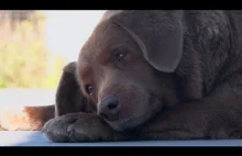 Bobi, najstarszy pies świata ma 30 lat