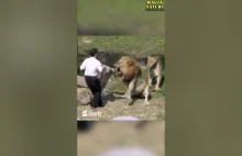 Lew ATAKUJE Człowieka na Wybiegu w Zoo - YouTube