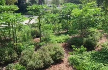 Food Forest Polska baza wiedzy o leśnych ogrodach i permakulturze