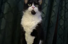 Radioterapia dla kotka Frankiego