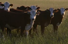 USA: W Teksasie znaleziono sześć martwych krów. Wszystkie miały odcięte języki