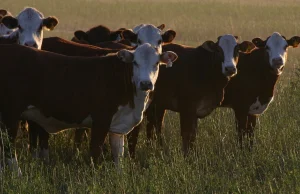 USA: W Teksasie znaleziono sześć martwych krów. Wszystkie miały odcięte języki