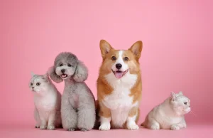 Społecznościowo o karmach dla psów i kotów (@leonzoopl)