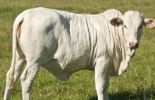 To najdroższa krowa świata. Viatina sprzedana za miliony
