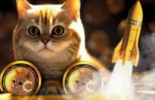 Kocie memecoiny to nowy hit. Notowania kryptowalut z kotkami wystrzeliły!