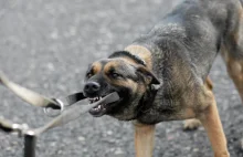 Tragedia w lesie pod Zieloną Górą. Oto co było wcześniej