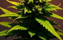 Ukraina legalizuje marihuanę medyczną. Parlament jest za