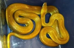 Złoty wąż mahoniowy znaleziony w Warszawie.