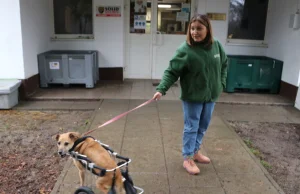 Niepełnosprawne psy ze schroniska w Krakowie dostały specjalne wózki inwalidzkie
