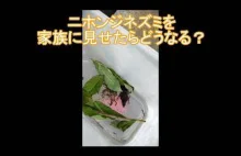 Half mole half mouse "Ecology of the Japanese White-toothed shrew" & reaction wh