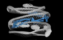Co doprowadziło do sukcesu ewolucyjnego węży?