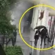 Lublin. Pies wyskoczył z 2. piętra wprost na idącą chodnikiem 21-letnią kobietę