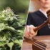Sąd umorzył postępowanie przeciwko oskarżonemu o uprawę 4 krzaków marihuany