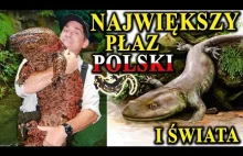 Jak Wygląda Salamandra OLBRZYMIA Oraz Polski Jaszczur Ognisty?