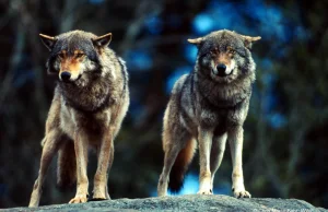 Unia Europejska. W planach zmiana statusu ochrony wilków