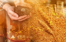 Ceny zbóż. Ekonomiści o wpływie decyzji z 15 września