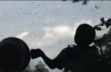 Afrykańskie kotleciki z komarów