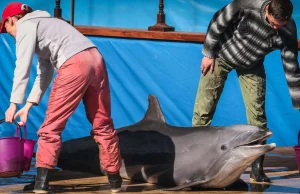 Wojna w Ukrainie: delfiny nie chcą zabijać komandosów