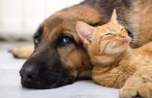 Ludzie bardziej dbają o psy niż koty.