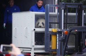 Zoo w Finlandii nie stać na utrzymanie pand. Zwierzęta wrócą do Chin?