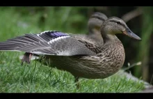 Kaczka Krzyżówka, Anas Platyrhynchos - Fotografia Naturalna