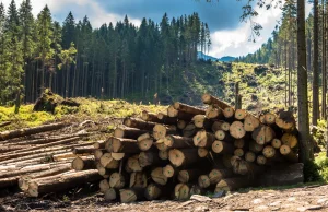 Gdzie trafiają pieniądze z wycinki polskich lasów? 60 razy więcej na pensje niż