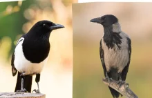 Nieoczekiwana zmiana miejsc - wrony siwe wypierają sroki w miastach