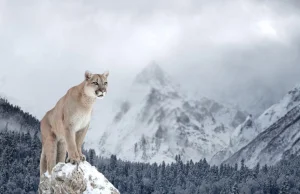Puma – tajemniczy "lew" Nowego Świata