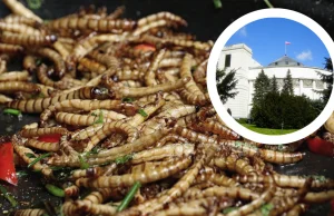 Rząd dał setki tysięcy zł na badania nad robakami. Hodowle postawią na klatkach