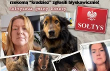 Oprawcy Miodka zgłosili 'kradzież' psa po jego dramatycznym uratowaniu!