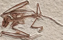 Odkrycie nieznanego gatunku nietoperza, który żył 52 mln lat temu