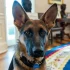 Pies Joe Bidena znów pogryzł agenta Secret Service