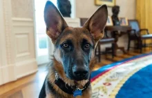 Pies Joe Bidena znów pogryzł agenta Secret Service