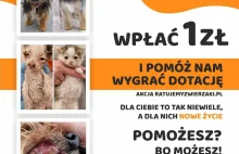 Pomóżmy schronisku w konkursie i przetrwaniu zimy