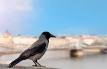 To nie gołębie są najliczniejszym gatunkiem ptaków w miastach