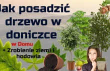 Posadzić sobie drzewo w doniczce w domu