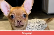 Misio - mały pies z wielkimi marzeniami!