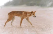 Psy dingo nie przybyły do Australii z Europejczykami