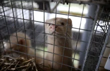 Zakaz hodowli zwierząt futerkowych w Polsce? Projekt ustawy w Sejmie