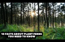 10 Facts About Plant Ferns You Need to Know