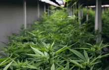 W Grecji powstaje największa w Europie plantacja medycznej marihuany