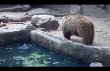 Niedźwiedź ratuje wronę przed utonięciem