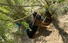 Przywiązała w lesie psa do drzewa i założyła mu dwa kagańce. Uratowano owczarka